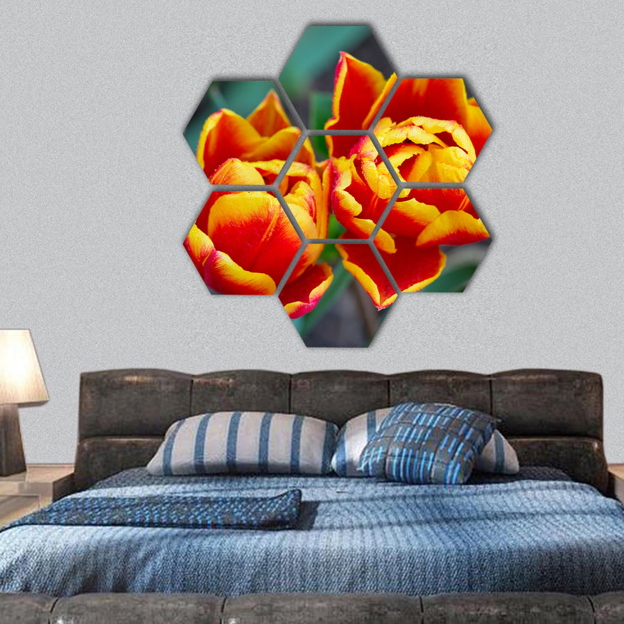 Red tulips closeup isolated hexagonal canvas wall art
