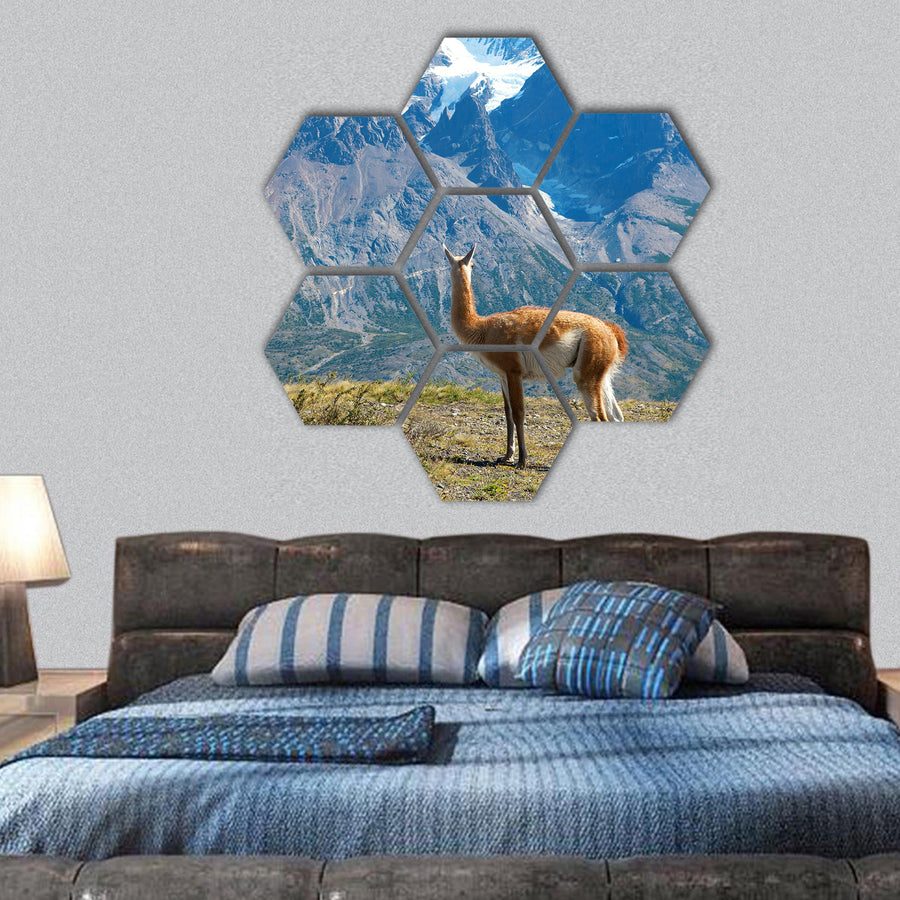Guanaco in Torres del Paine national park hexagonal canvas wall art