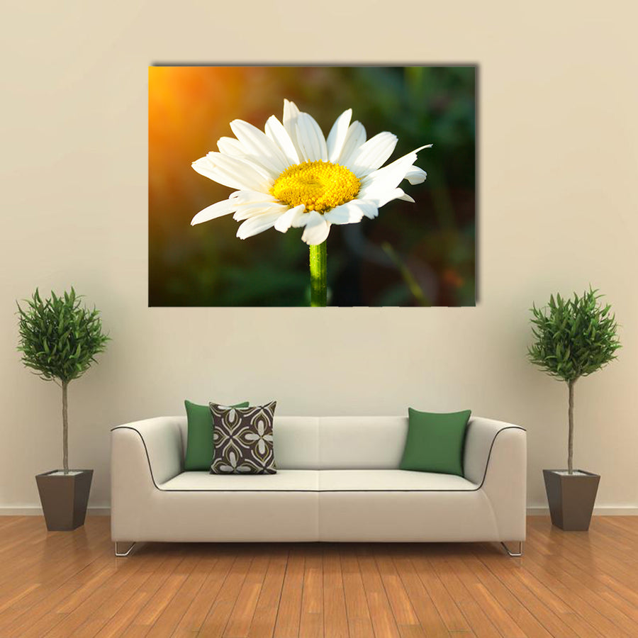 A single daisy flower at sunset against a dark background Multi panel canvas wall art