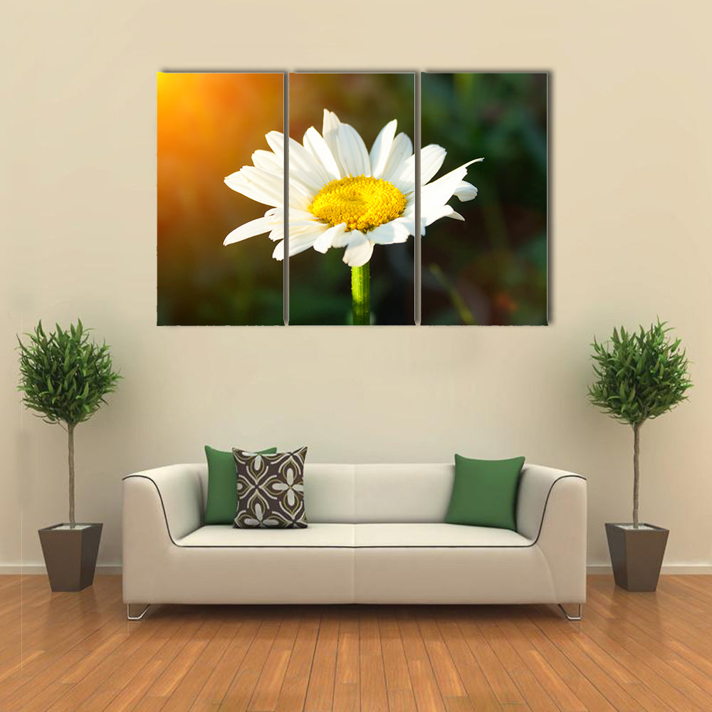 A single daisy flower at sunset against a dark background Multi panel canvas wall art