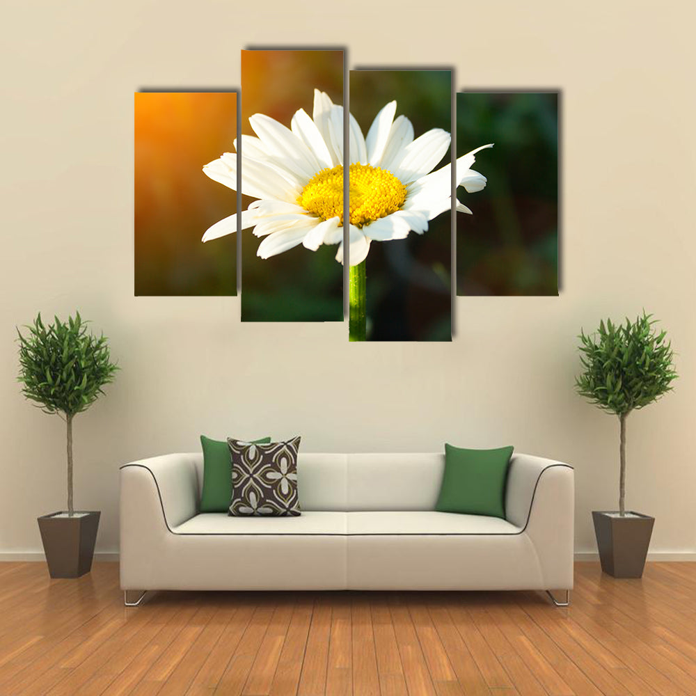 A single daisy flower at sunset against a dark background Multi panel canvas wall art