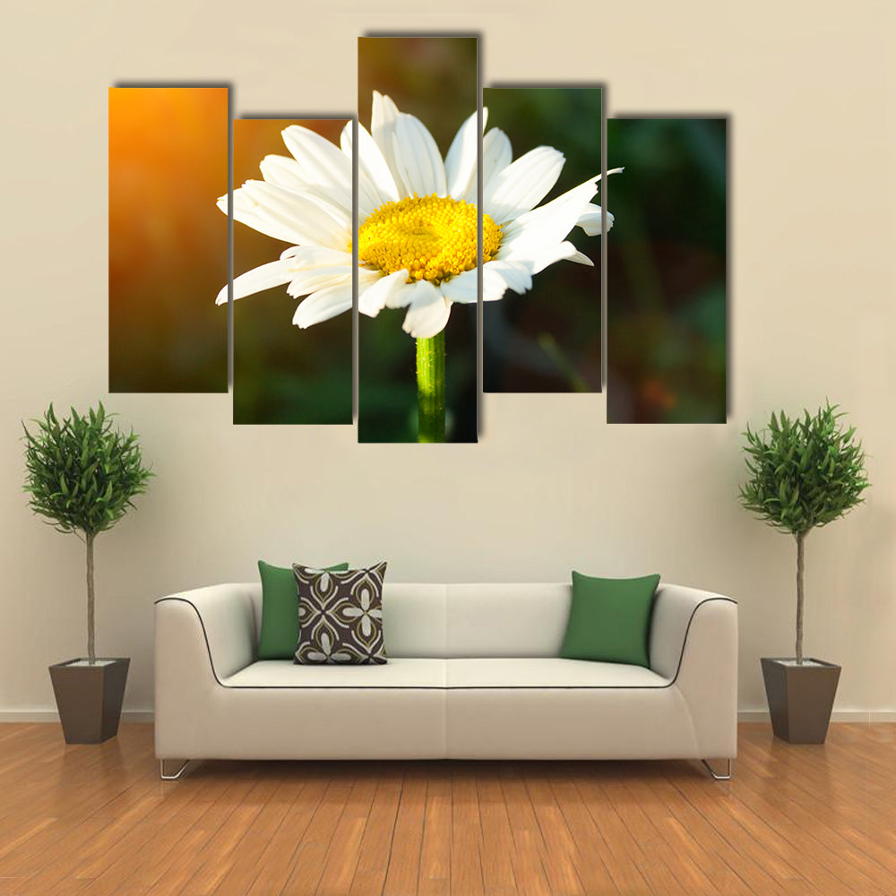 A single daisy flower at sunset against a dark background Multi panel canvas wall art