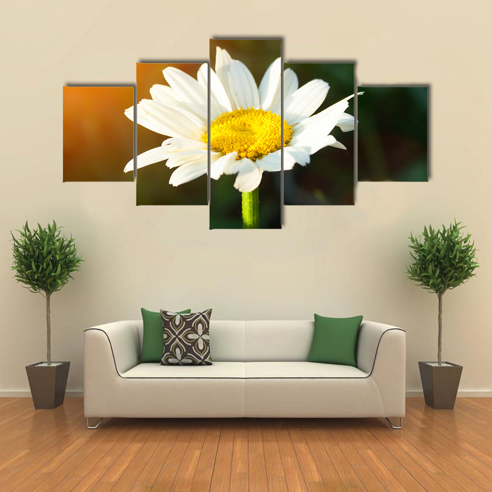 A single daisy flower at sunset against a dark background Multi panel canvas wall art