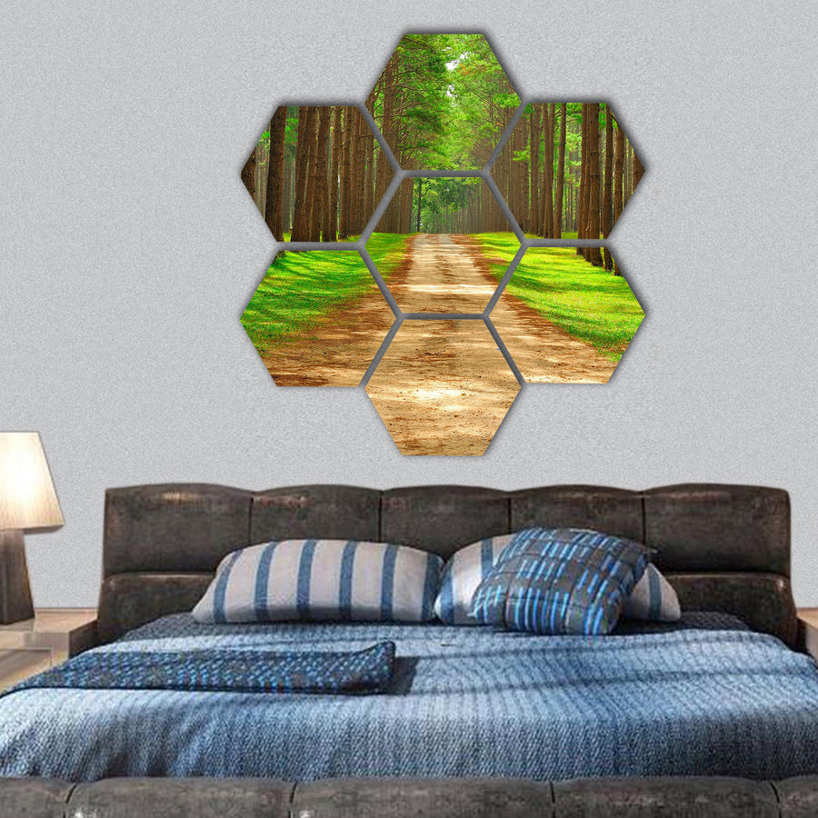 Pine forest taken in the morning at Thailand hexagonal canvas wall art