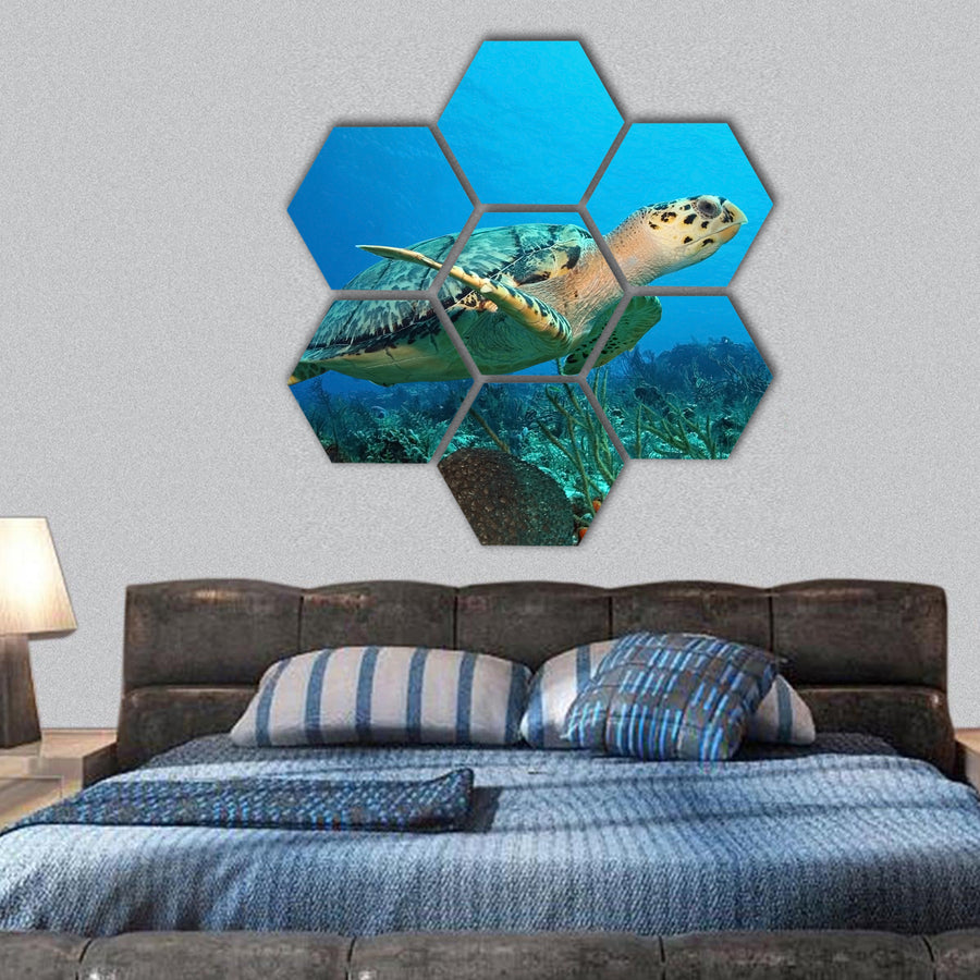 Hawksbill Turtle swimming over a coral reef, Mexico hexagonal canvas wall art