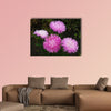 Great asters invite friends to the ball. Asters flowers on an isolated background