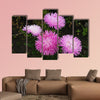 Great asters invite friends to the ball. Asters flowers on an isolated background