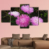 Great asters invite friends to the ball. Asters flowers on an isolated background