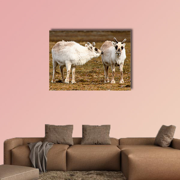 Reindeer in Spitzbergen Multi panel canvas wall art