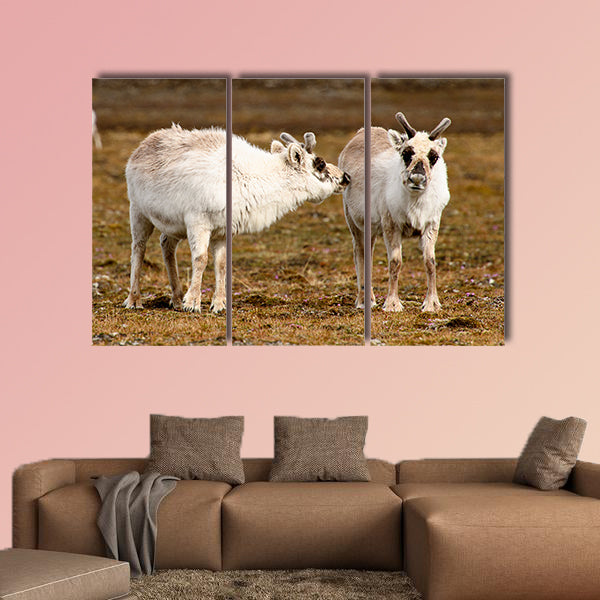 Reindeer in Spitzbergen Multi panel canvas wall art