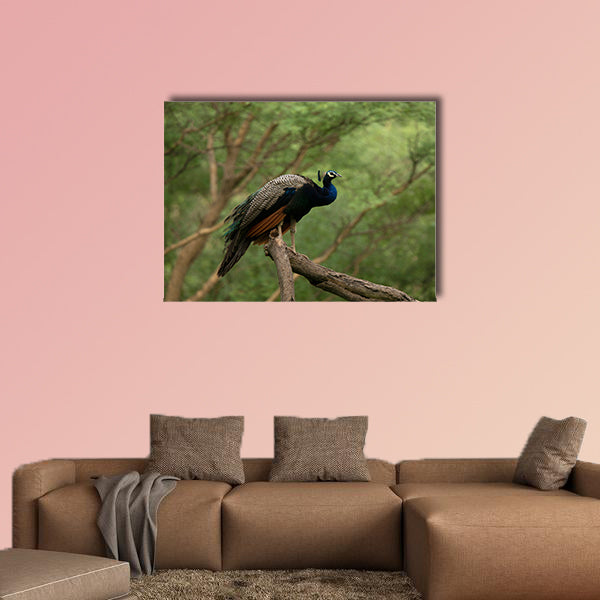 Indian peafowl, Pavo cristatus on a tree, Jhalana, Rajasthan wall art