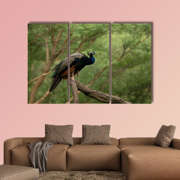Indian peafowl, Pavo cristatus on a tree, Jhalana, Rajasthan wall art