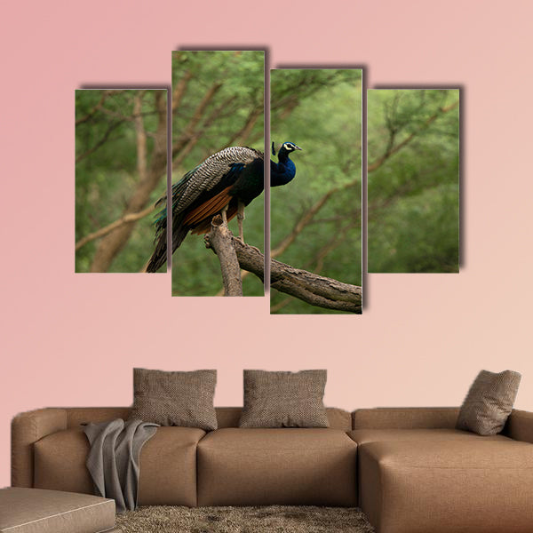 Indian peafowl, Pavo cristatus on a tree, Jhalana, Rajasthan wall art