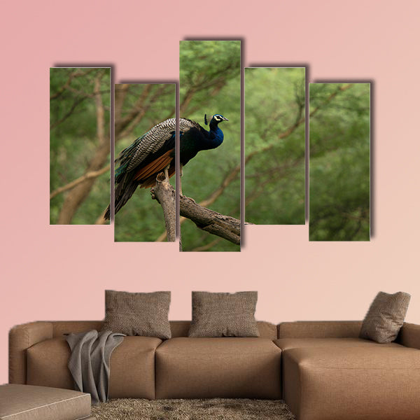 Indian peafowl, Pavo cristatus on a tree, Jhalana, Rajasthan wall art