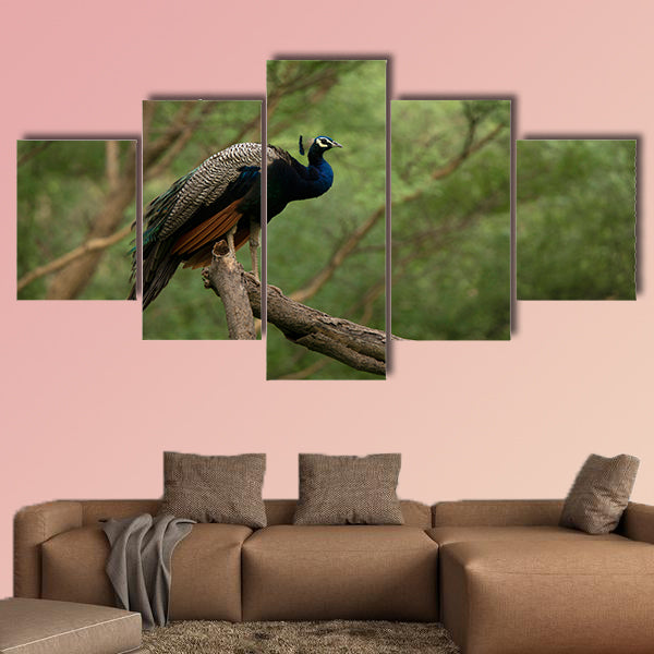 Indian peafowl, Pavo cristatus on a tree, Jhalana, Rajasthan wall art
