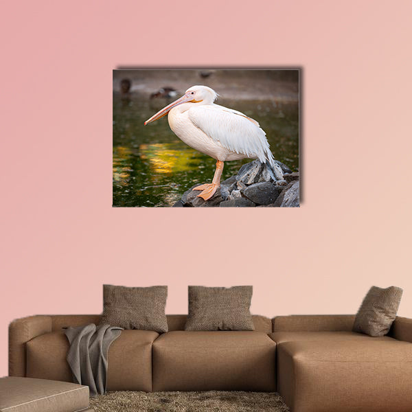 White Pelican, Pelecanus onocrotalus, in zoo Side view Multi panel canvas wall art