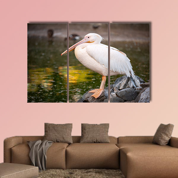 White Pelican, Pelecanus onocrotalus, in zoo Side view Multi panel canvas wall art