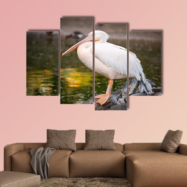 White Pelican, Pelecanus onocrotalus, in zoo Side view Multi panel canvas wall art
