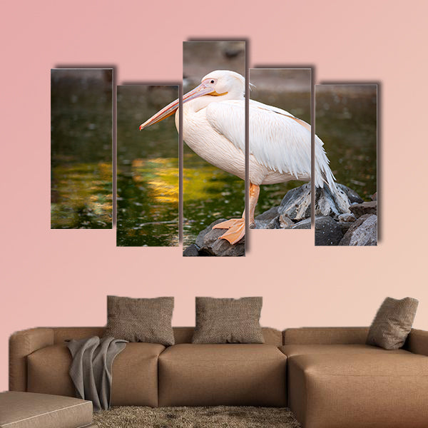 White Pelican, Pelecanus onocrotalus, in zoo Side view Multi panel canvas wall art