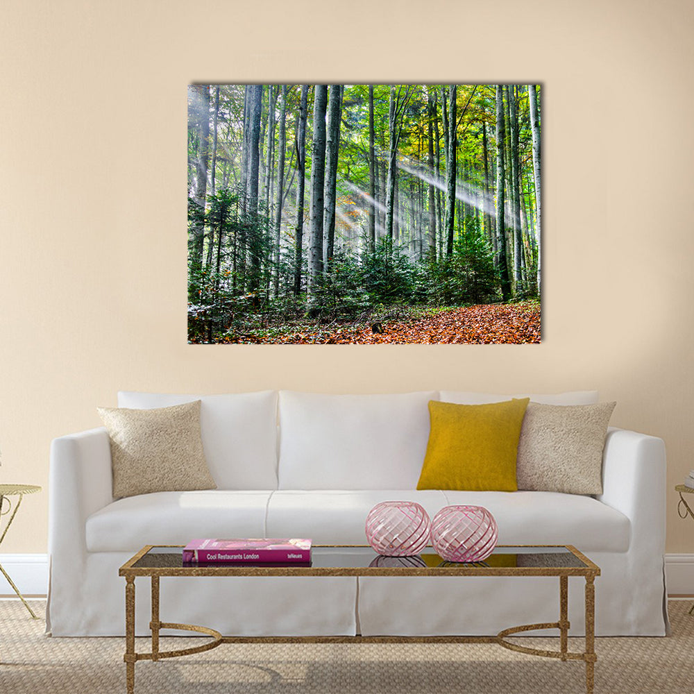 Sun rays in the forest multi panel canvas wall art