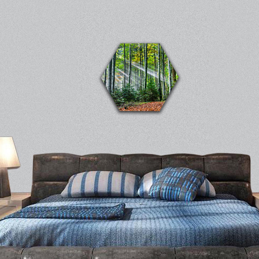 Sun rays in the forest hexagonal canvas wall art