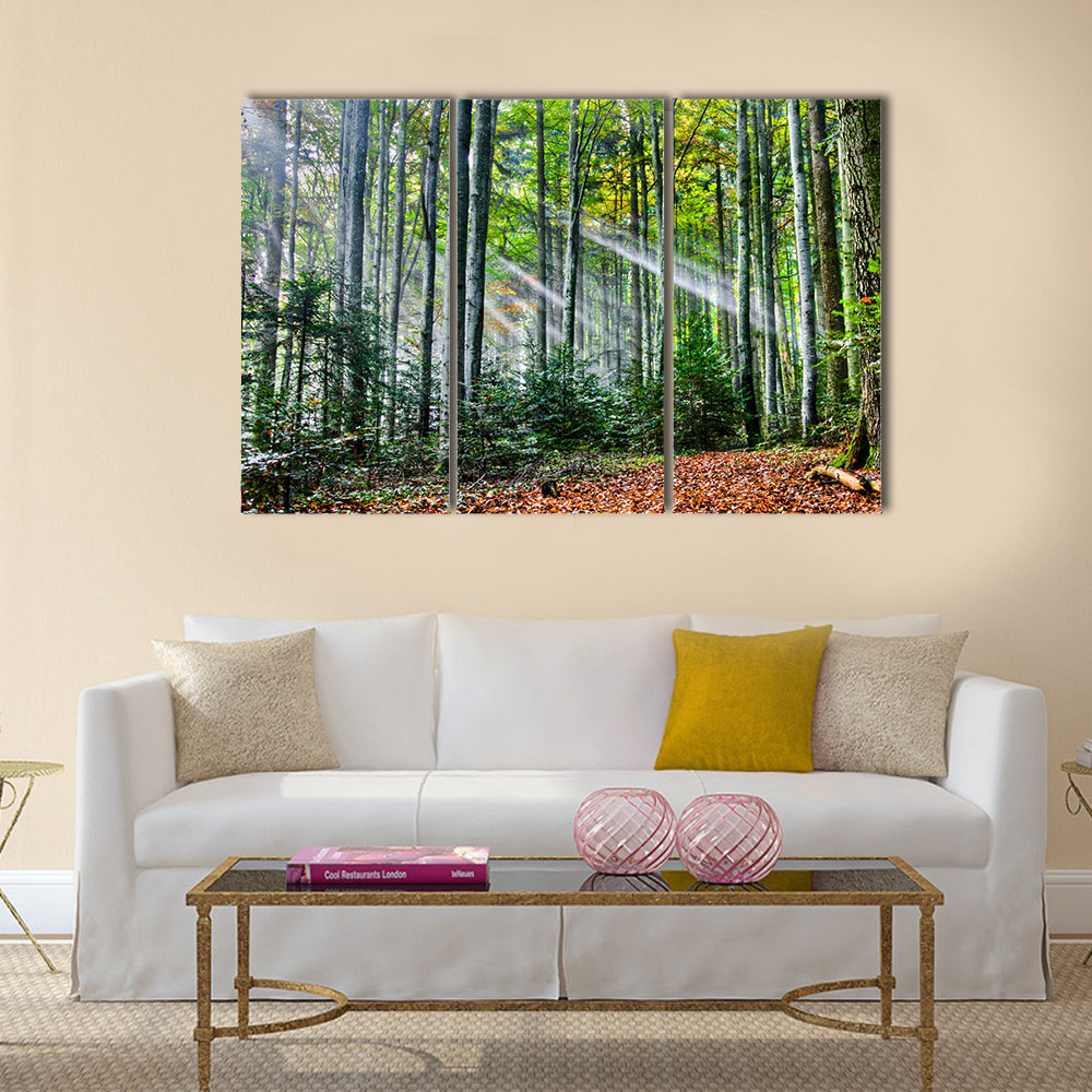 Sun rays in the forest multi panel canvas wall art