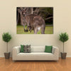 Kangaroo mum with a Baby Joey in the Pouch-Closeup Multi Panel Canvas Wall Art