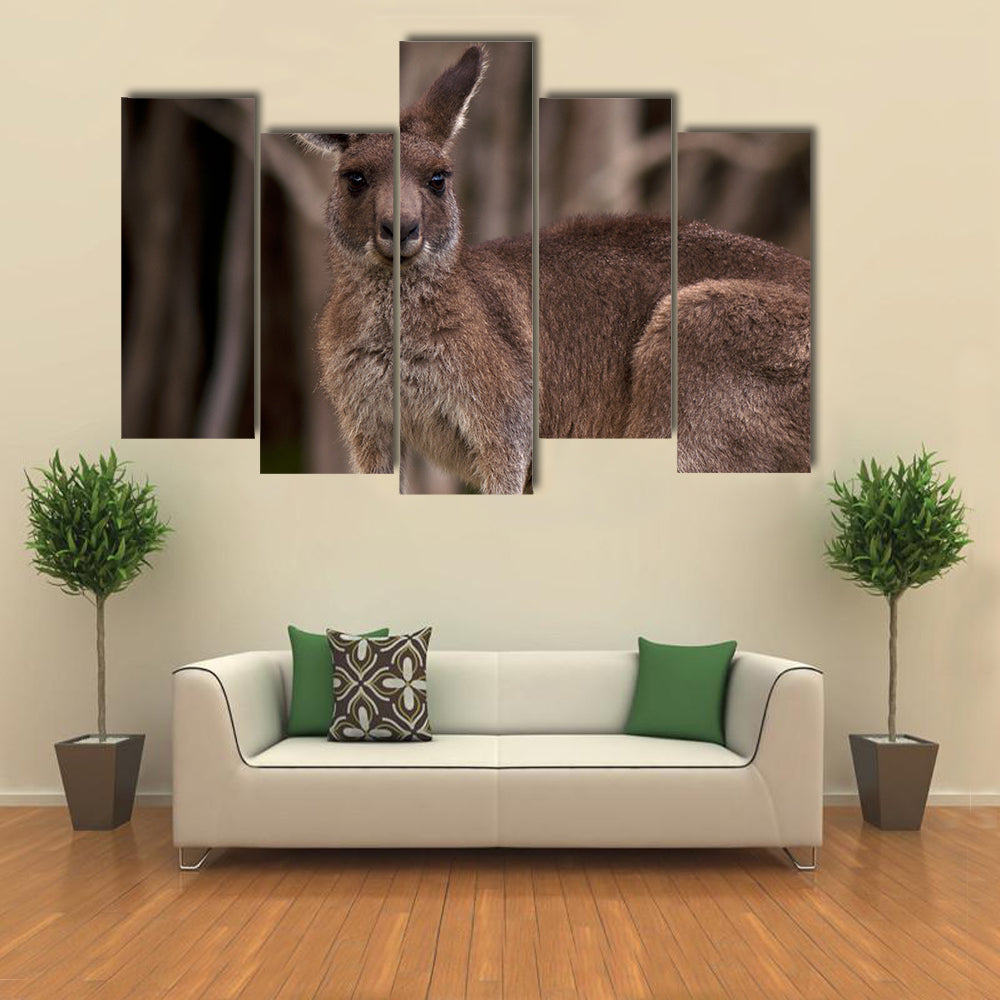 Kangaroo mum with a Baby Joey in the Pouch-Closeup Multi Panel Canvas Wall Art