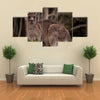 Kangaroo mum with a Baby Joey in the Pouch-Closeup Multi Panel Canvas Wall Art