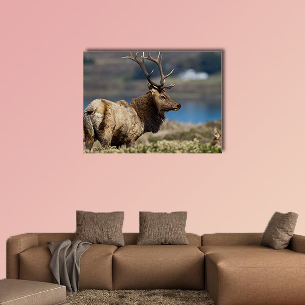 Tule Elk (Cervus canadensis) in a wilderness at Point Reyes National Seashore, California multi panel canvas wall art