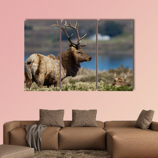 Tule Elk (Cervus canadensis) in a wilderness at Point Reyes National Seashore, California multi panel canvas wall art