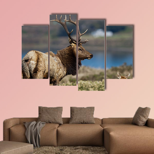 Tule Elk (Cervus canadensis) in a wilderness at Point Reyes National Seashore, California multi panel canvas wall art