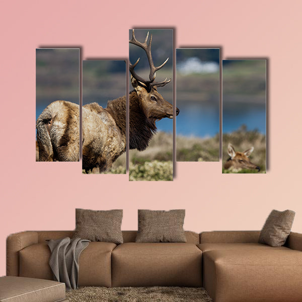 Tule Elk (Cervus canadensis) in a wilderness at Point Reyes National Seashore, California multi panel canvas wall art