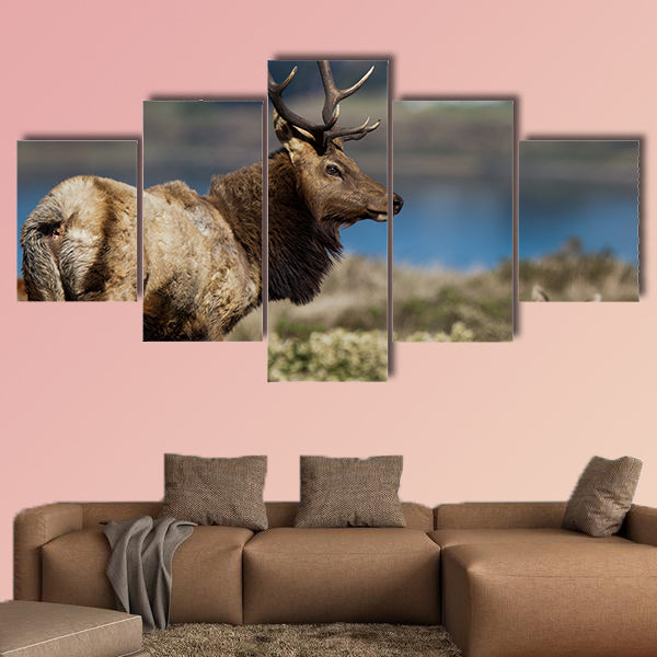 Tule Elk (Cervus canadensis) in a wilderness at Point Reyes National Seashore, California multi panel canvas wall art