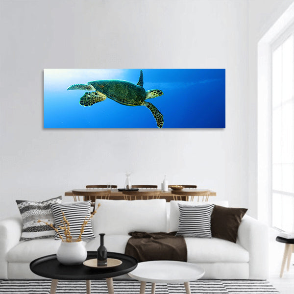 Green turtle, Chelonia mydas, Red Sea panoramic canvas wall art