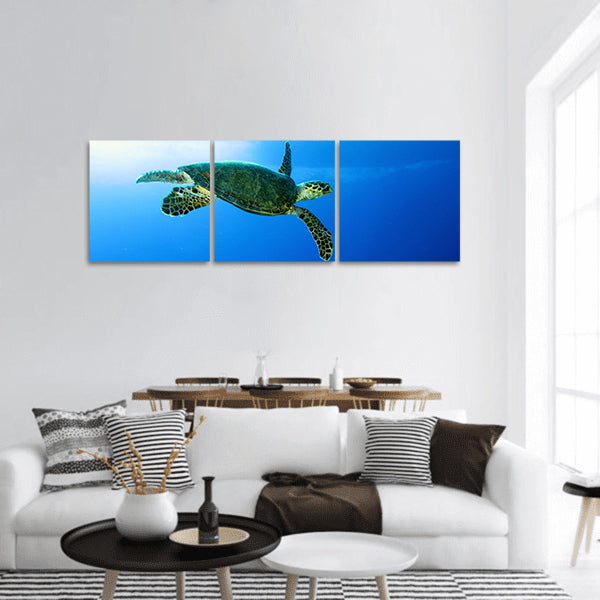 Green turtle, Chelonia mydas, Red Sea panoramic canvas wall art
