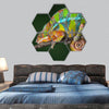 Ambilobe panther chameleon is sleeping on a branch hexagonal canvas wall art