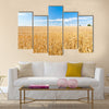 Ripe wheat field and blue sky with clouds Multi panel canvas wall art