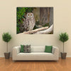 Spotted Eagle-Owl Bubo africanus Multi Panel Canvas Wall Art