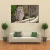 Spotted Eagle-Owl Bubo africanus Multi Panel Canvas Wall Art