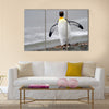 King Penguin walking on the beach. Multi Panel Canvas wall Art