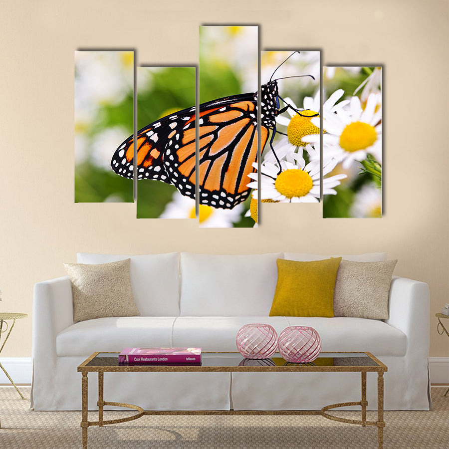 Colorful monarch butterfly sitting on chamomile flowers Multi Panel Canvas Wall Art