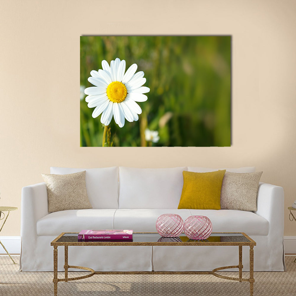 Close up of white marguerite flowers with shallow focus Multi Panel Canvas Wall Art