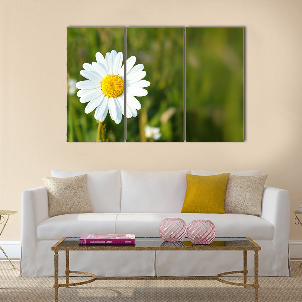 Close up of white marguerite flowers with shallow focus Multi Panel Canvas Wall Art