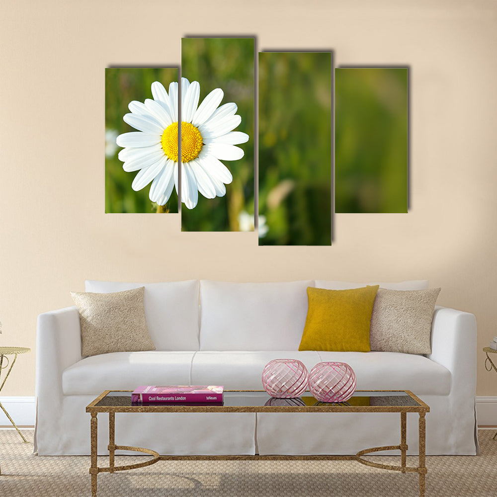 Close up of white marguerite flowers with shallow focus Multi Panel Canvas Wall Art