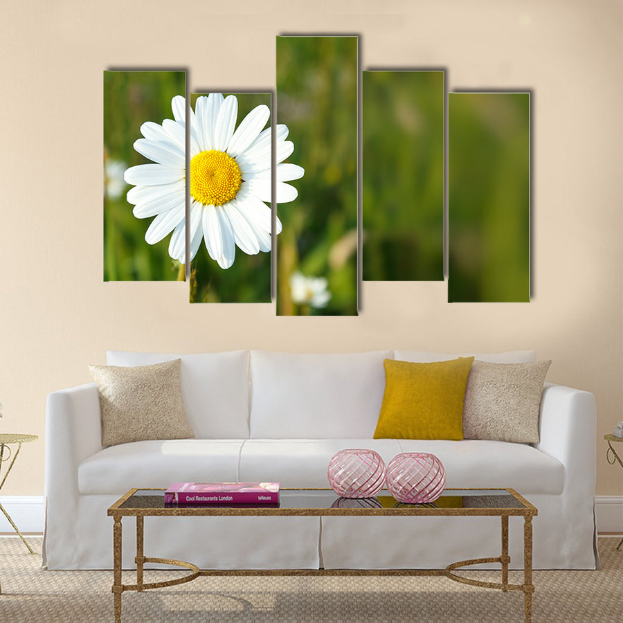 Close up of white marguerite flowers with shallow focus Multi Panel Canvas Wall Art