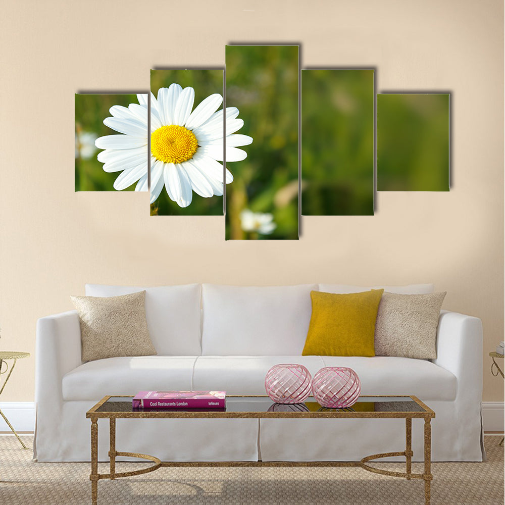 Close up of white marguerite flowers with shallow focus Multi Panel Canvas Wall Art
