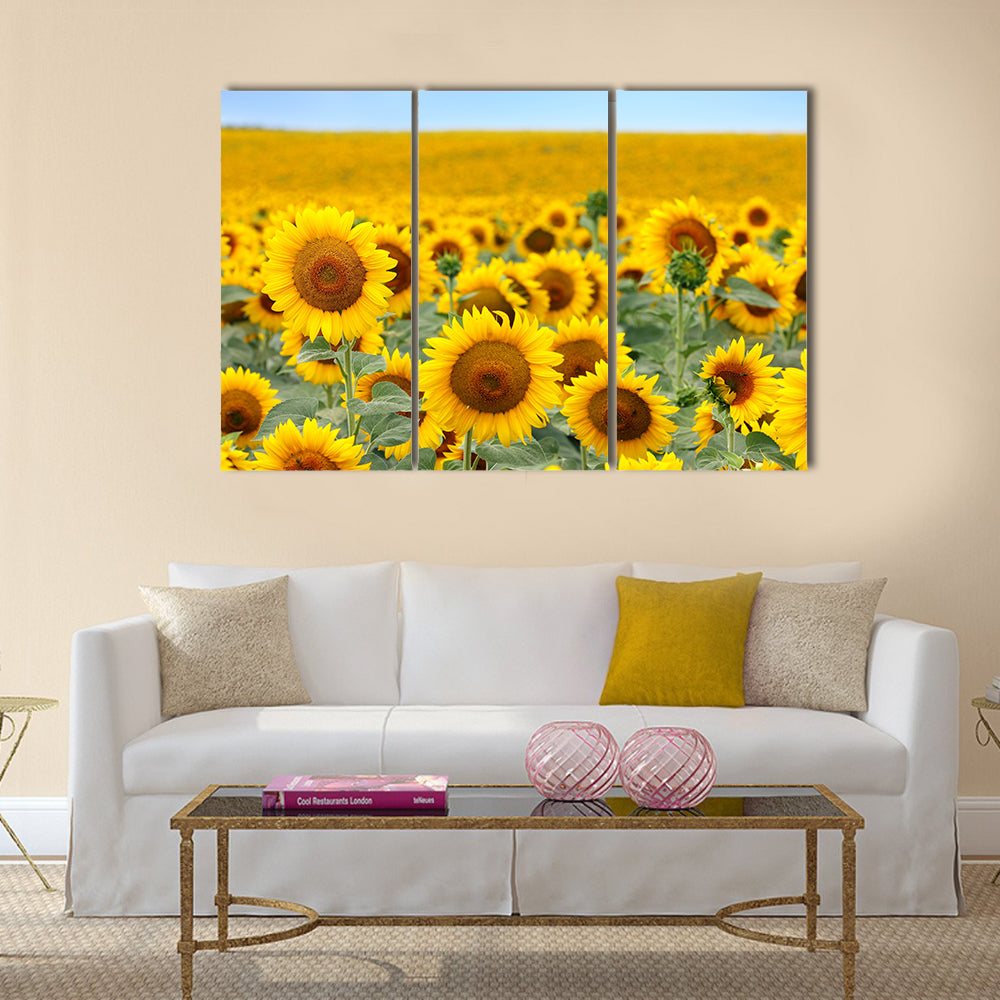 Beautiful sunflower field in summer Multi Panel Canvas Wall Art