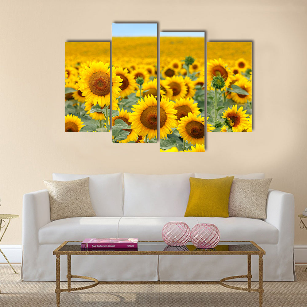 Beautiful sunflower field in summer Multi Panel Canvas Wall Art