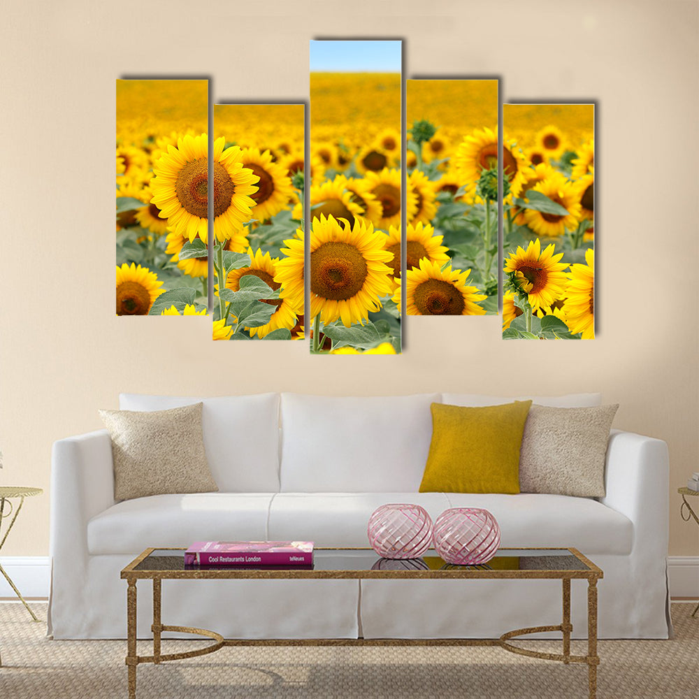 Beautiful sunflower field in summer Multi Panel Canvas Wall Art